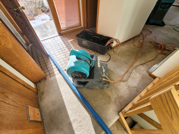 Best Mold removal after water damage  in Kendale Lakes, FL