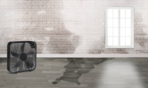Best Water damage repair service  in Kendale Lakes, FL